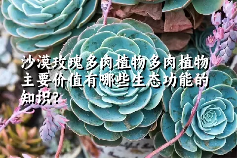 沙漠玫瑰多肉植物主要价值有哪些生态功能的知识？