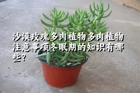 沙漠玫瑰多肉植物注意事项冬眠期的知识有哪些？