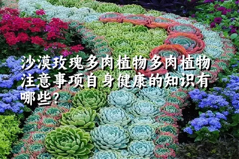 沙漠玫瑰多肉植物注意事项自身健康的知识有哪些？