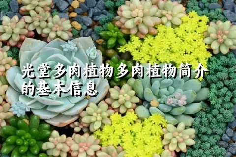 光堂多肉植物简介的基本信息