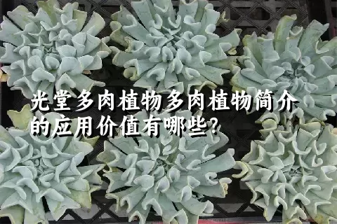 光堂多肉植物简介的应用价值有哪些？