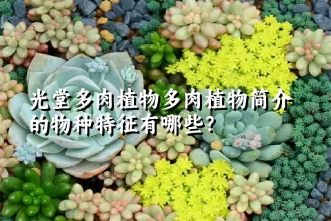 光堂多肉植物简介的物种特征有哪些？