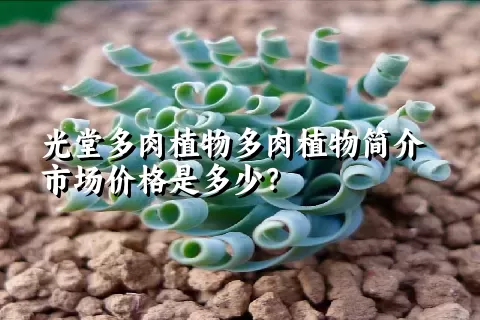 光堂多肉植物简介市场价格是多少？