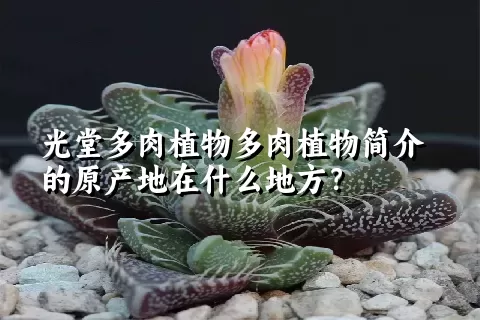 光堂多肉植物简介的原产地在什么地方？