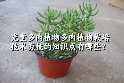 光堂多肉植物栽培技术剪枝的知识点有哪些？