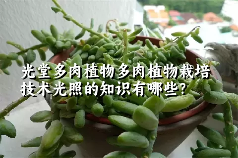 光堂多肉植物栽培技术光照的知识有哪些？ 