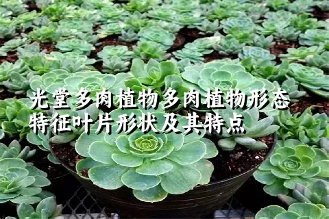 光堂多肉植物形态特征叶片形状及其特点