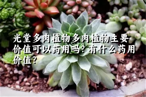 光堂多肉植物主要价值可以药用吗？有什么药用价值？