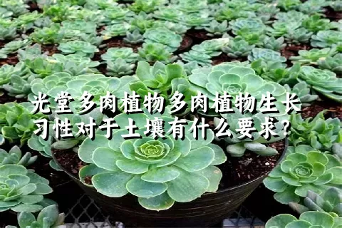 光堂多肉植物生长习性对于土壤有什么要求？	