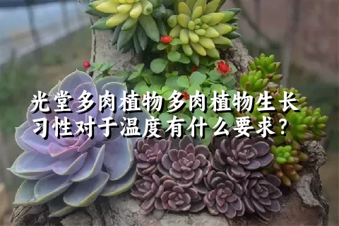 光堂多肉植物生长习性对于温度有什么要求？