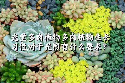 光堂多肉植物生长习性对于光照有什么要求？