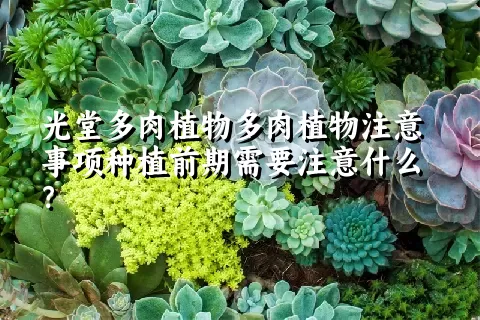 光堂多肉植物注意事项种植前期需要注意什么？ 