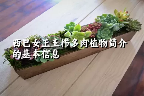 西巴女王玉栉多肉植物简介的基本信息