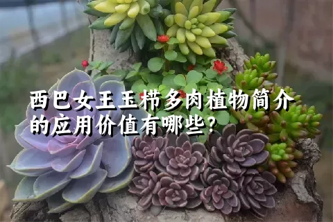 西巴女王玉栉多肉植物简介的应用价值有哪些？