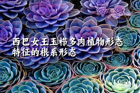 西巴女王玉栉多肉植物形态特征的根系形态