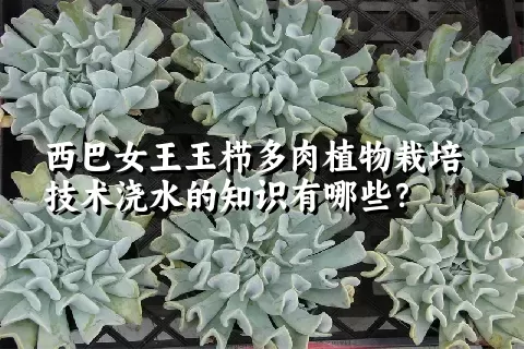 西巴女王玉栉多肉植物栽培技术浇水的知识有哪些？