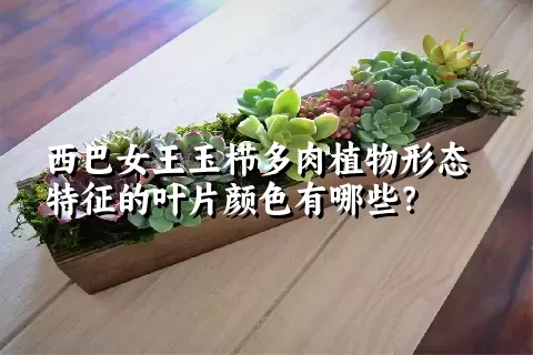 西巴女王玉栉多肉植物形态特征的叶片颜色有哪些？