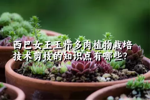 西巴女王玉栉多肉植物栽培技术剪枝的知识点有哪些？