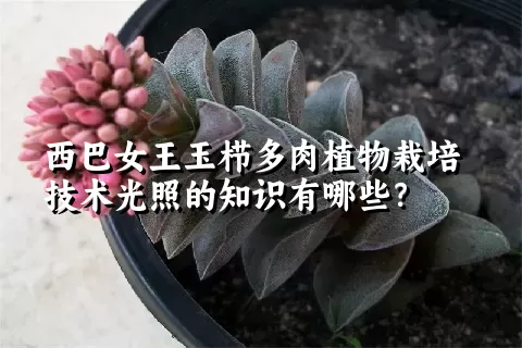 西巴女王玉栉多肉植物栽培技术光照的知识有哪些？ 