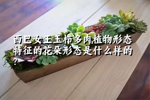 西巴女王玉栉多肉植物形态特征的花朵形态是什么样的？