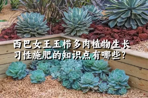 西巴女王玉栉多肉植物生长习性施肥的知识点有哪些？	