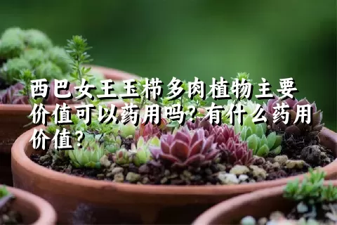 西巴女王玉栉多肉植物主要价值可以药用吗？有什么药用价值？