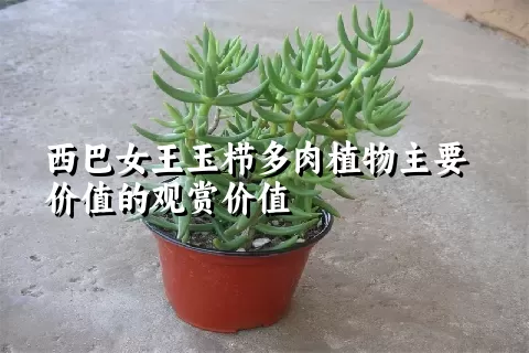 西巴女王玉栉多肉植物主要价值的观赏价值