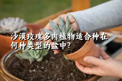 沙漠玫瑰多肉植物适合种在何种类型的盆中?