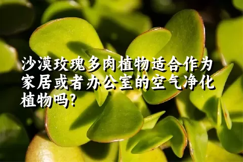 沙漠玫瑰多肉植物适合作为家居或者办公室的空气净化植物吗?