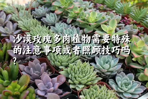 沙漠玫瑰多肉植物需要特殊的注意事项或者照顾技巧吗?