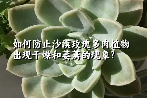 如何防止沙漠玫瑰多肉植物出现干燥和萎蔫的现象?