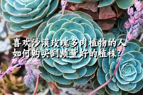 喜欢沙漠玫瑰多肉植物的人如何购买到质量好的植株?