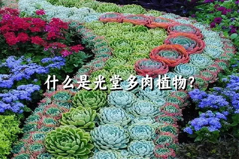 什么是光堂多肉植物？