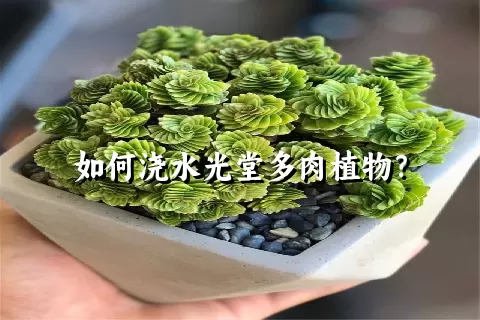 如何浇水光堂多肉植物？