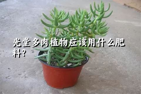 光堂多肉植物应该用什么肥料？