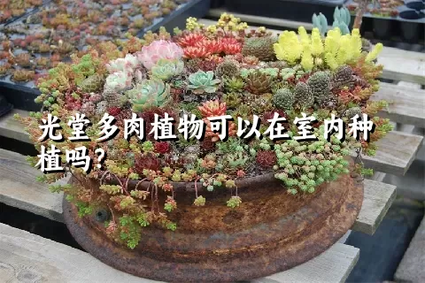 光堂多肉植物可以在室内种植吗？