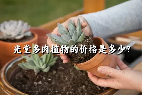 光堂多肉植物的价格是多少？