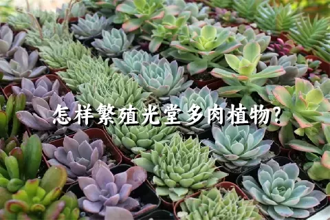 怎样繁殖光堂多肉植物？