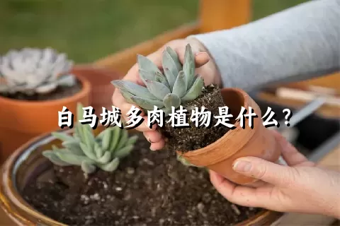 白马城多肉植物是什么？