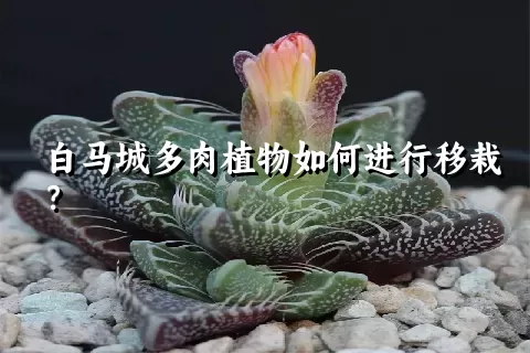 白马城多肉植物如何进行移栽？