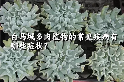 白马城多肉植物的常见疾病有哪些症状？