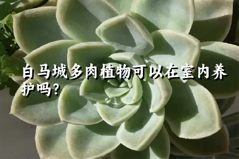 白马城多肉植物可以在室内养护吗？