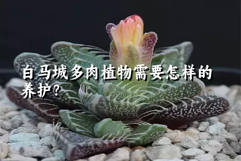 白马城多肉植物需要怎样的养护？