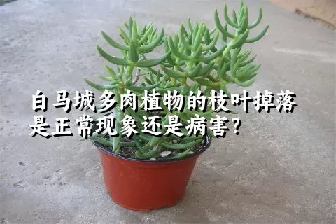 白马城多肉植物的枝叶掉落是正常现象还是病害？