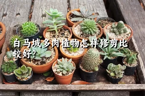 白马城多肉植物怎样修剪比较好？