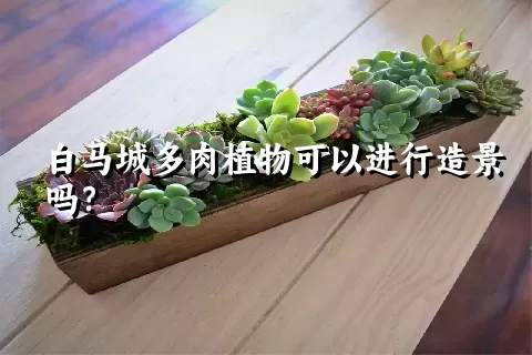 白马城多肉植物可以进行造景吗？