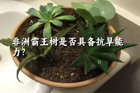 非洲霸王树是否具备抗旱能力？