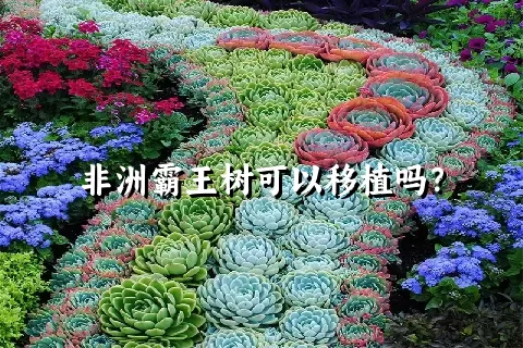 非洲霸王树可以移植吗？