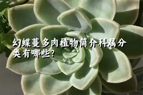 幻蝶蔓多肉植物简介科属分类有哪些？