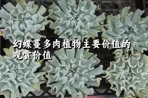 幻蝶蔓多肉植物主要价值的观赏价值